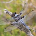 Image of Libellula nodisticta imported from iNaturalist.