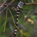 Image of Macromia annulata imported from iNaturalist.