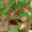 Image of Macromia pacifica imported from iNaturalist.