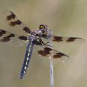 Image of Plathemis subornata imported from iNaturalist.