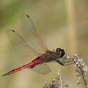 Image of Tramea insularis imported from iNaturalist.