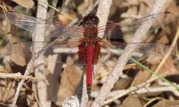 Antillean Saddlebags male