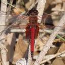 Antillean Saddlebags male