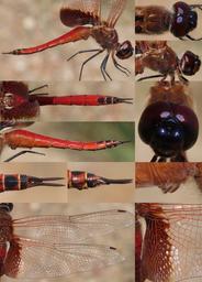 Antillean Saddlebags male