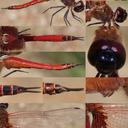 Antillean Saddlebags male