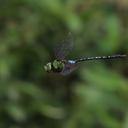 Image of Anax panybeus imported from iNaturalist.