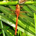 Image of Anax speratus imported from iNaturalist.