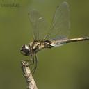 Image of Tramea cophysa imported from iNaturalist.