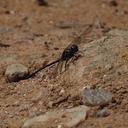 Image of Macrothemis marmorata imported from iNaturalist.