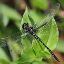 Image of Macrothemis tenuis imported from iNaturalist.