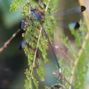 Image of Philogenia helena imported from iNaturalist.