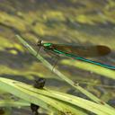 Image of Calopteryx amata imported from iNaturalist.