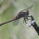 Image of Leucorrhinia borealis imported from iNaturalist.