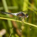 Image of Leucorrhinia frigida imported from iNaturalist.