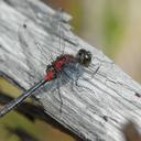 Image of Leucorrhinia glacialis imported from iNaturalist.