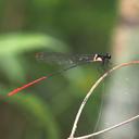 Image of Risiocnemis praeusta