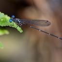 Image of Risiocnemis rolandmuelleri imported from iNaturalist.