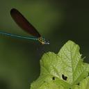 Image of Matrona oreades imported from iNaturalist.