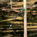 Image of Ischnura aralensis imported from iNaturalist.