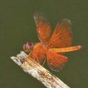 Image of Perithemis parzefalli imported from iNaturalist.