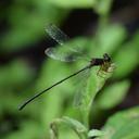 Image of Rhipidolestes shozoi imported from iNaturalist.