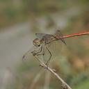 Image of Sympetrum arenicolor imported from iNaturalist.