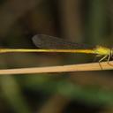 Image of Ceriagrion chromothorax imported from iNaturalist.