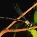 Image of Rhinagrion reinhardi imported from iNaturalist.