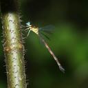 Image of Rhinagrion reinhardi imported from iNaturalist.