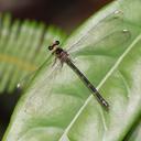 Image of Celebargiolestes toli imported from iNaturalist.