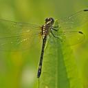 Image of Neodythemis hildebrandti imported from iNaturalist.