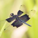 Image of Rhyothemis braganza imported from iNaturalist.