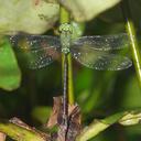 Image of Gynacantha bullata imported from iNaturalist.