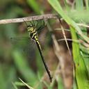 Image of Idionyx montanus imported from iNaturalist.