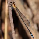 Image of Pseudagrion epiphonematicum imported from iNaturalist.