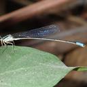 Image of Pseudagrion emarginatum imported from iNaturalist.