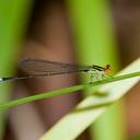 Image of Pseudagrion hageni imported from iNaturalist.