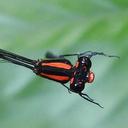 Image of Pseudagrion serrulatum imported from iNaturalist.