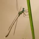 Image of Lestes uncifer imported from iNaturalist.