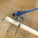 Image of Trithemis furva imported from iNaturalist.