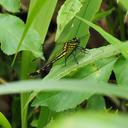 Image of Anisogomphus neptunus imported from iNaturalist.