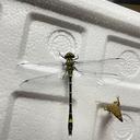 Image of Chlorogomphus miyashitai imported from iNaturalist.