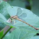 Image of Petaliaeschna flavipes imported from iNaturalist.