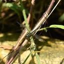 Image of Microgomphus jurzitzai imported from iNaturalist.