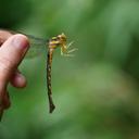 Image of Petaliaeschna tomokunii imported from iNaturalist.