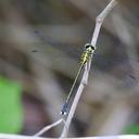 Image of Leptogomphus baolocensis