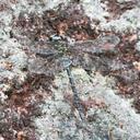 Image of Cephalaeschna aritai