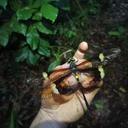 Image of Chlorogomphus caloptera imported from iNaturalist.