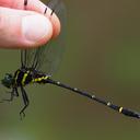 Image of Chlorogomphus piaoacensis imported from iNaturalist.