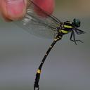 Image of Lamelligomphus vietnamensis imported from iNaturalist.